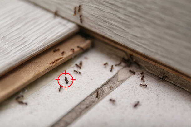 Professional Pest Control in Weston, WI