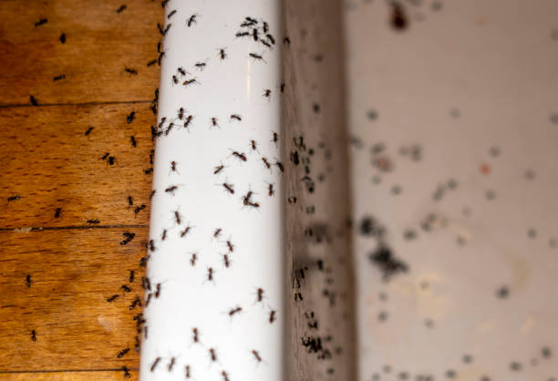 Best Pest Control Treatment  in Weston, WI