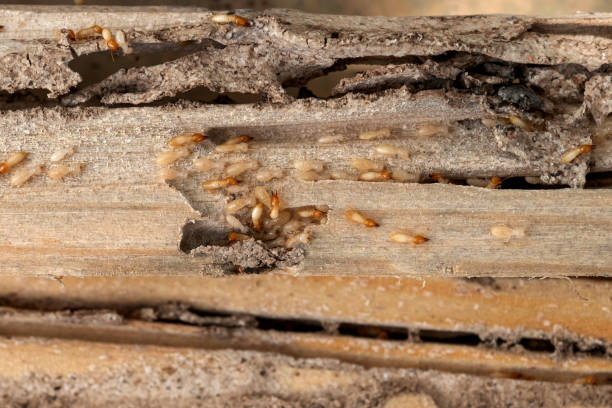 Best Best Pest Control Companies  in Weston, WI